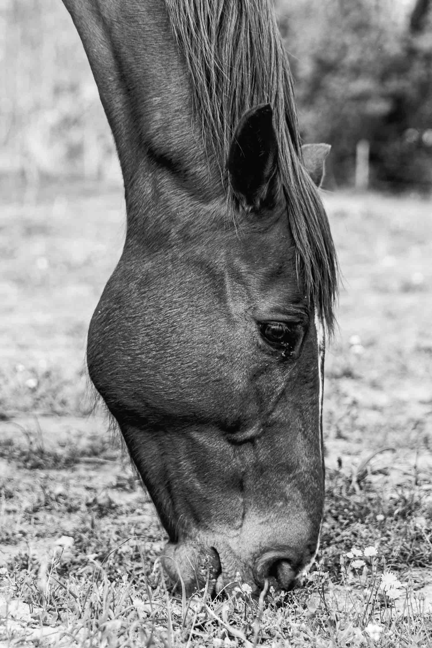 Photographe Narbonne
